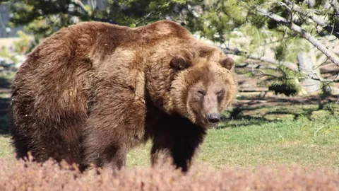 京多安犀利点评日本队惨痛失利：痛苦深重，球队士气大受影响！